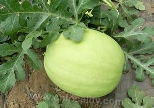 Three white watermelons