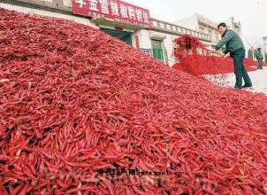 Zhoucun Chili