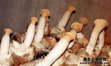 Beizhanghuai edible fungi