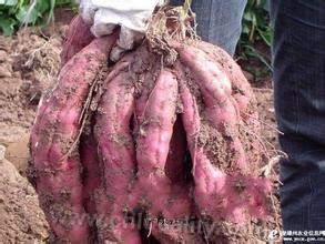 Virus-free sweet potato