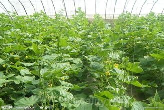 Wuqiang greenhouse cucumber