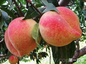 Shenzhou peach