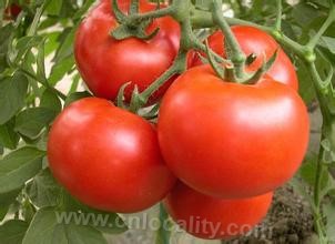 Suning tomato