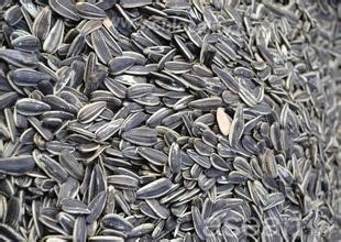 Yuxian sunflower seed