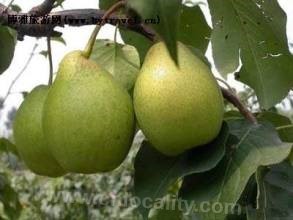 Pangu Yali pear