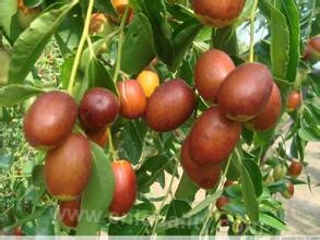 Cangzhou golden jujube