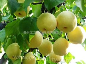 Hebei yali pear