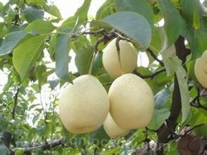 Botou Yali pear