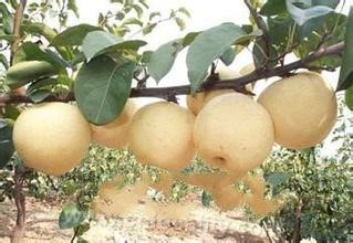 Dingzhou Yali pear