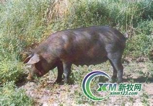 Dingzhou pig