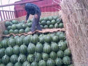 Qingyuan watermelon