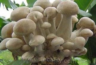 Tricholoma Kangbao