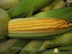 Wanquan fresh corn