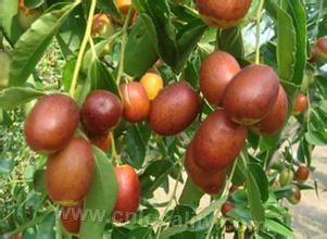 Bazhou golden jujube