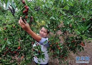 Dacheng golden silk jujube