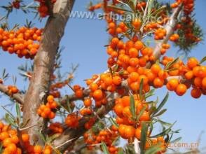 Seabuckthorn with right jade