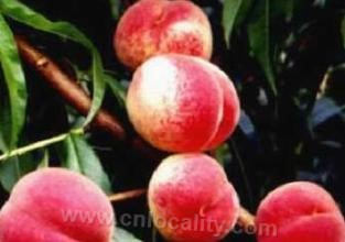 Wenan peach