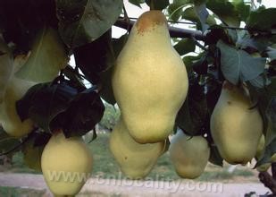 Anci duck pear