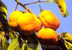 Zunhua mopan persimmon