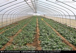 Melon in greenhouse