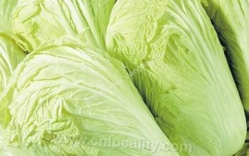 Yutian cabbage