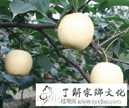 Tanjiawa Yali pear