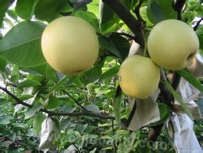 Hebei &quot;Tianjin Yali Pear&quot;