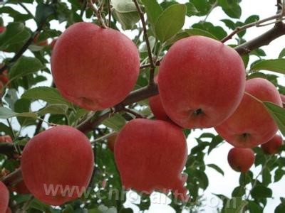 Pingshan apple