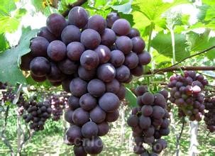 Jufeng grape