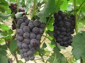 Jinzhou grapes