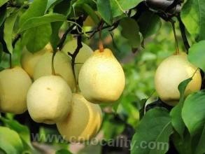 Jinzhou yali pear