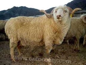 Hebei fine wool sheep