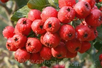 Xinglong hawthorn