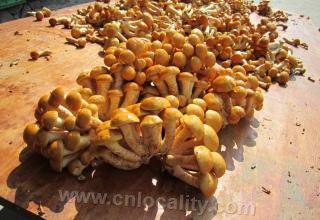 Pleurotus ostreatus in Pingquan