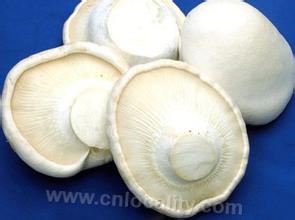 Pleurotus nebrodensis