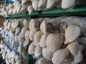 Pleurotus guangling