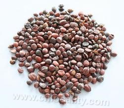 Qinglong jujube kernel