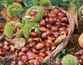 Qinglong chestnut