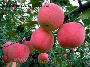 Qinglong apple