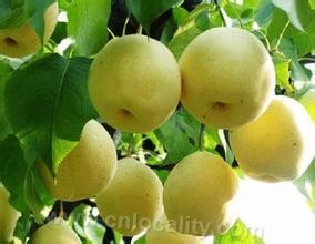 Wangguosu pear