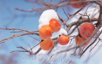 Beijing persimmon