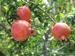 Linjinjiang pomegranate