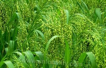 broom corn millet