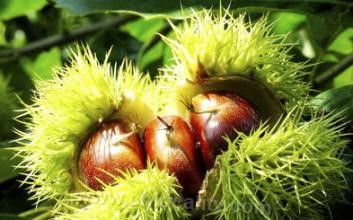 Xiaxian chestnut