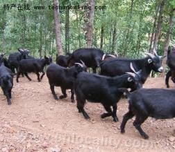 Lingchuan black goat