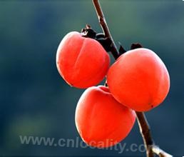 Jincheng Xiaohong persimmon