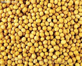 soybean