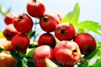 Zezhou red hawthorn