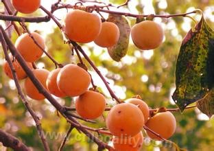 Zezhou sweet persimmon