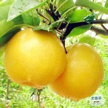 Gaoping Dahuang pear